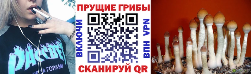 Псилоцибиновые грибы Psilocybe наркошоп Жуковка